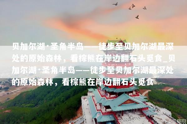贝加尔湖·圣角半岛——徒步至贝加尔湖最深处的原始森林，看棕熊在岸边翻石头觅食_贝加尔湖·圣角半岛——徒步至贝加尔湖最深处的原始森林，看棕熊在岸边翻石头觅食