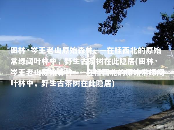 田林·岑王老山原始森林——在桂西北的原始常绿阔叶林中，野生古茶树在此隐居(田林·岑王老山原始森林——在桂西北的原始常绿阔叶林中，野生古茶树在此隐居)